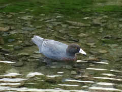 Hymenolaimus malacorhynchos