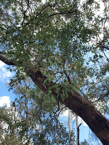 Corymbia calophylla