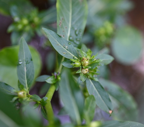 Image of Hydrolea uniflora by (c) Amber M. King, some rights reserved (CC BY)