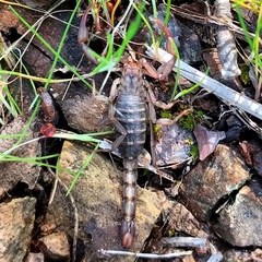 Serradigitus gertschi