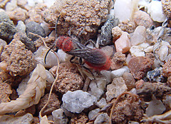 Dasymutilla foxi