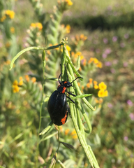 Lytta sublaevis