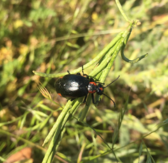 Lytta sublaevis