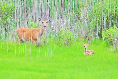 White-tailed Deer photographed in Delaware