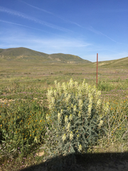 Astragalus oxyphysus