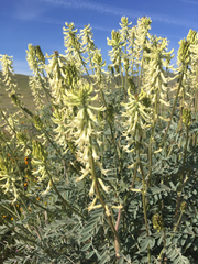 Astragalus oxyphysus