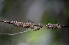 Eustenogaster micans