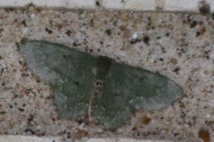 Chloropteryx nordicaria