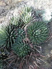 Agave filifera