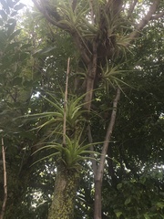 Tillandsia achyrostachys