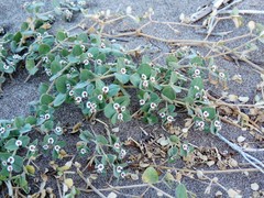 Euphorbia leucophylla