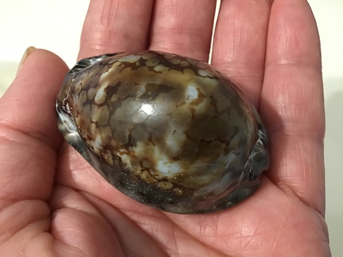 Reticulated Cowry