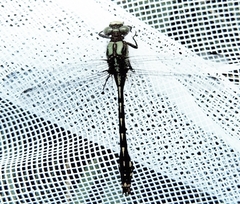 Ophiogomphus mainensis