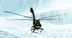 Ophiogomphus mainensis