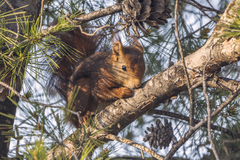 Sciurus vulgaris