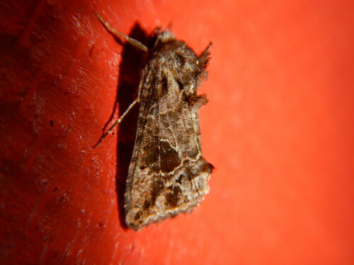 Ctenoplusia accentifera