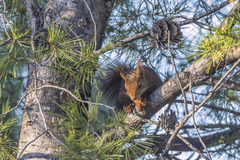 Sciurus vulgaris
