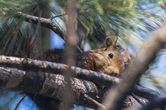 Sciurus vulgaris