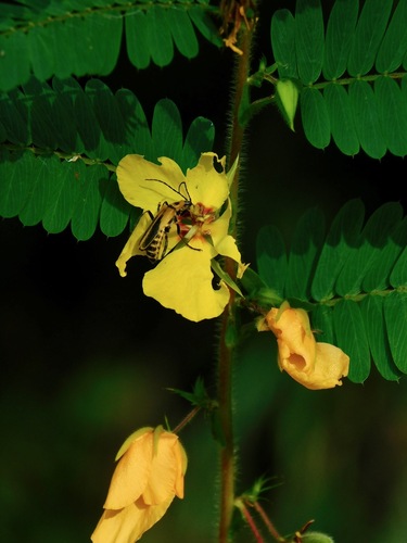 Goldenrod Soldier Beetle