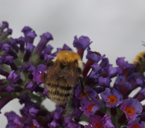 Common carder bee