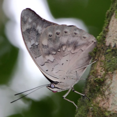 Archaeoprepona demophoon