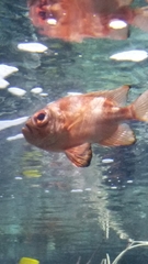 Pristigenys serrula