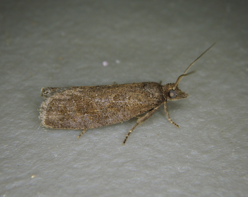 Epinotia myricana