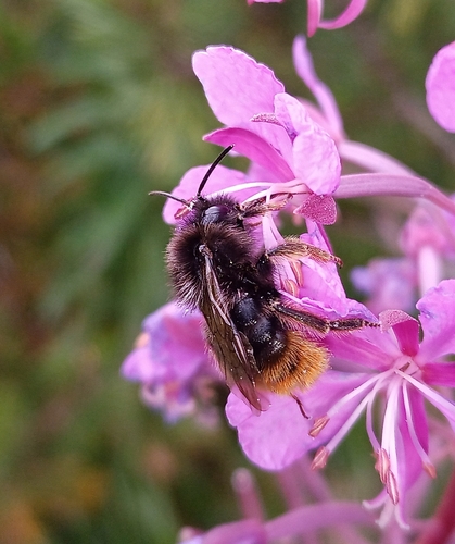 pačmeľ skalný (Bombus rupestris)