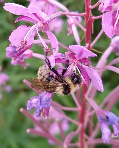 pačmeľ poľný (Bombus campestris)