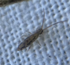 Entomobrya intermedia