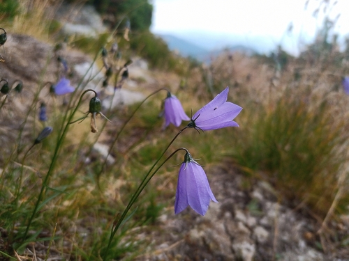 Campanula tatrae, photograph 4
