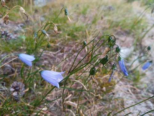 Campanula tatrae, photograph 5