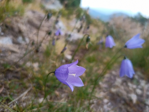 Campanula tatrae, photograph 6