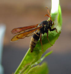 Paranthrene robiniae