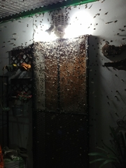 Pandesma robusta