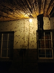 Pandesma robusta