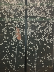Pandesma robusta