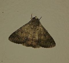 Pandesma robusta