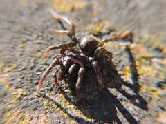 Atypus