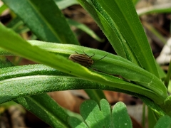 Ophraella sexvittata