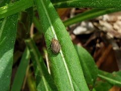 Ophraella sexvittata