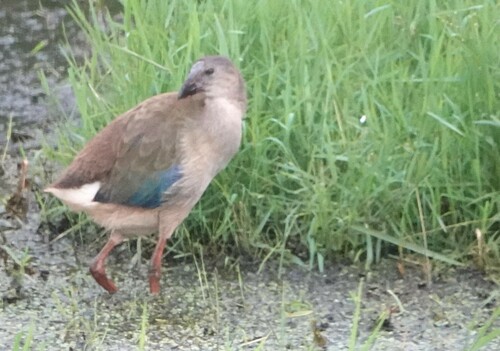 African Swamphen