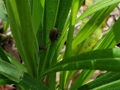 Ophraella sexvittata