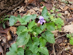 Viola edulis