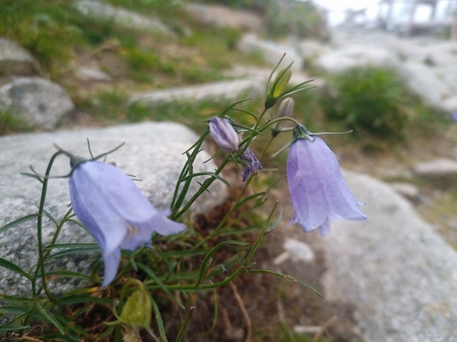 zvonček tatranský (Campanula tatrae)