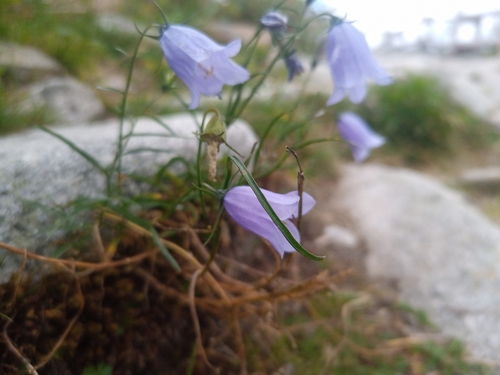 Campanula tatrae, photograph 2
