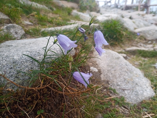Campanula tatrae, photograph 3