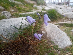 Campanula tatrae, photograph (c) Michal Honskus, some rights reserved (CC BY)