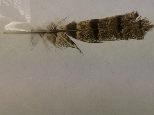 Plume de Torcol fourmilier