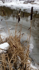 Typha latifolia
